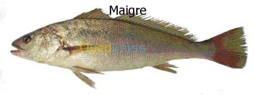pisciculture intensive