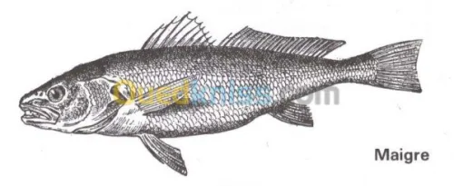 pisciculture intensive