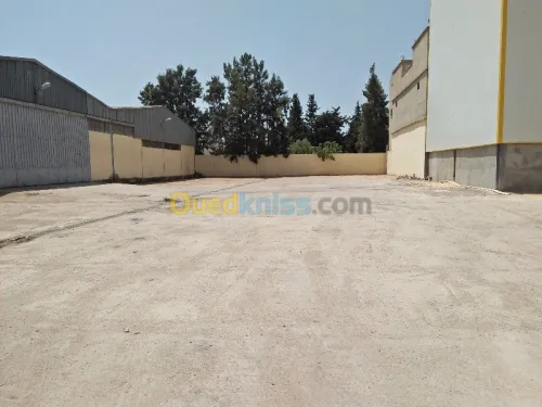 Location Hangar Blida Beni tamou