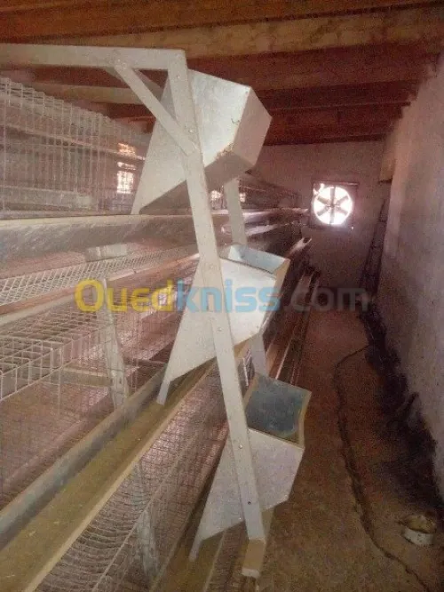 Batterie de poulets pondeuses 