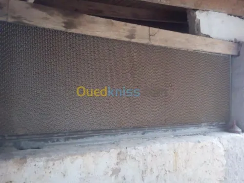 Batterie de poulets pondeuses 