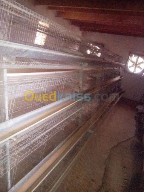 Batterie de poulets pondeuses 