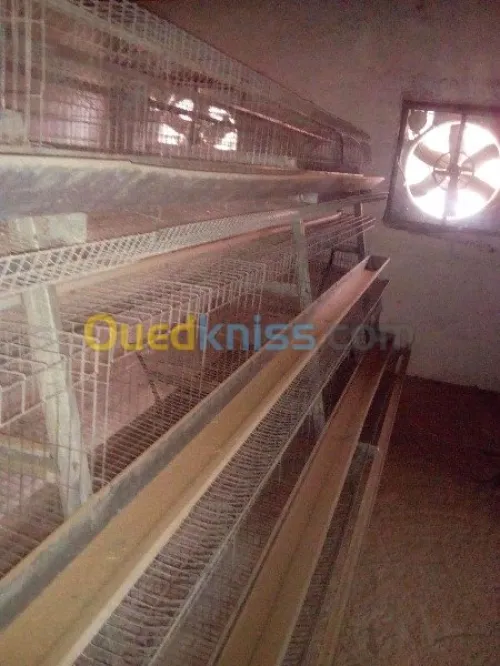 Batterie de poulets pondeuses 