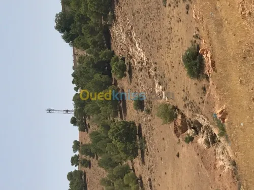 Vente Terrain Tlemcen Maghnia