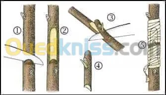 nettoyage ét jardinage 