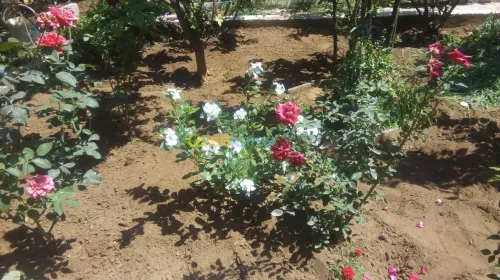 nettoyage ét jardinage 