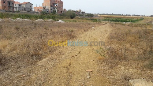 Vente Terrain Boumerdes Ouled moussa