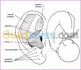 Nutrition  Auriculotherapie  chromato