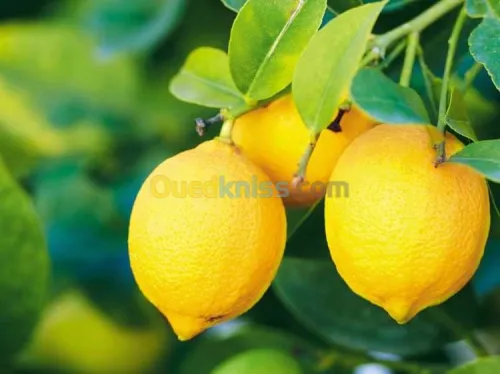 Nutrition  Auriculotherapie  chromato