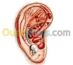 Nutrition  Auriculotherapie  chromato