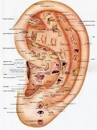 Nutrition  Auriculotherapie  chromato
