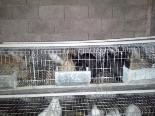 batterie pour lapin,  a vendre