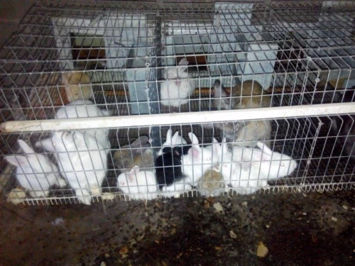batterie pour lapin,  a vendre