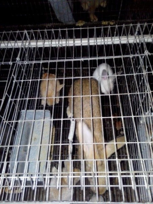 batterie pour lapin,  a vendre
