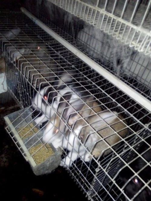 batterie pour lapin,  a vendre