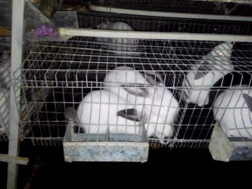 batterie pour lapin,  a vendre