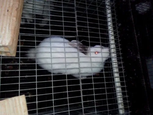 batterie pour lapin,  a vendre
