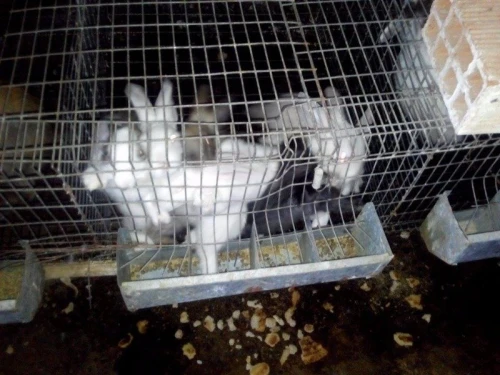 batterie pour lapin,  a vendre