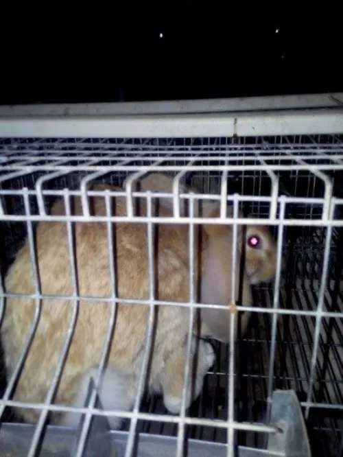 batterie pour lapin,  a vendre