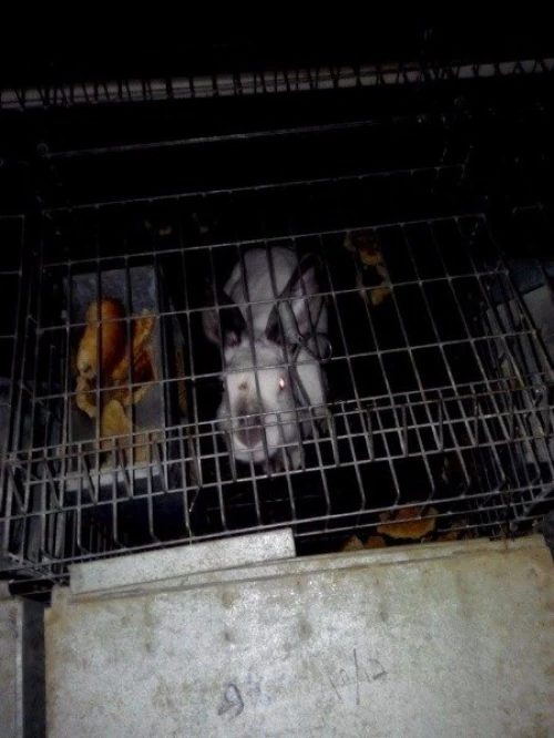 batterie pour lapin,  a vendre