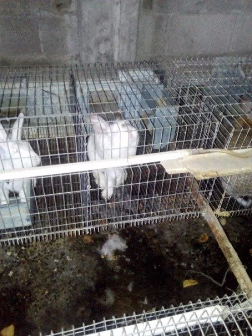 batterie pour lapin,  a vendre