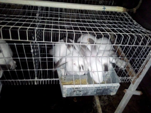 batterie pour lapin,  a vendre