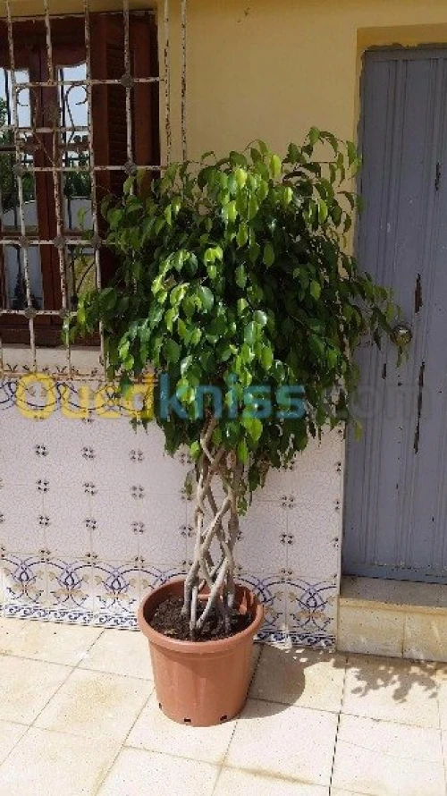 Jardinage - بستنة