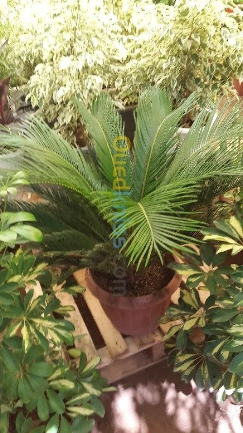 Jardinage - بستنة