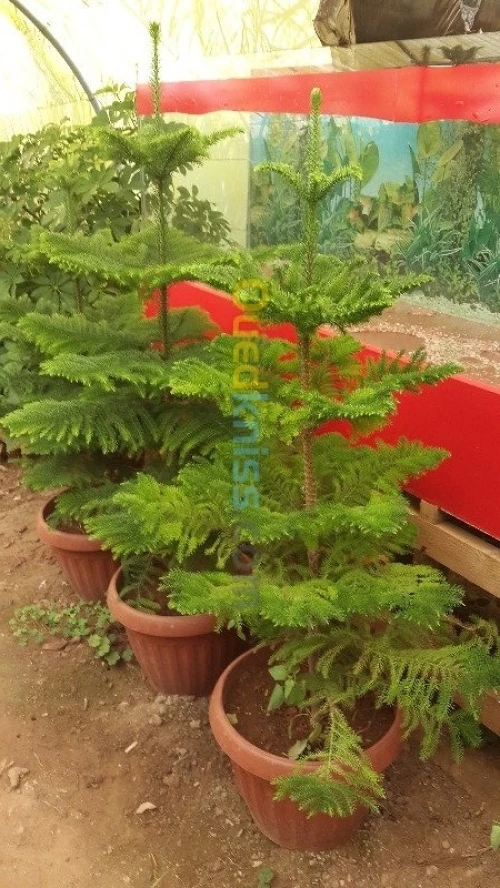 Jardinage - بستنة