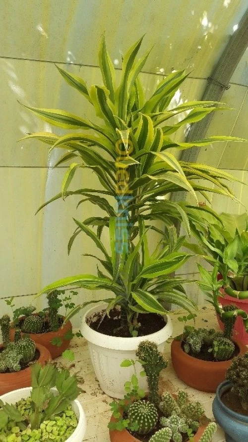 Jardinage - بستنة