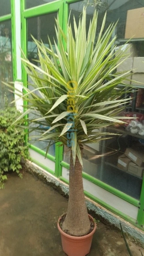 Jardinage - بستنة