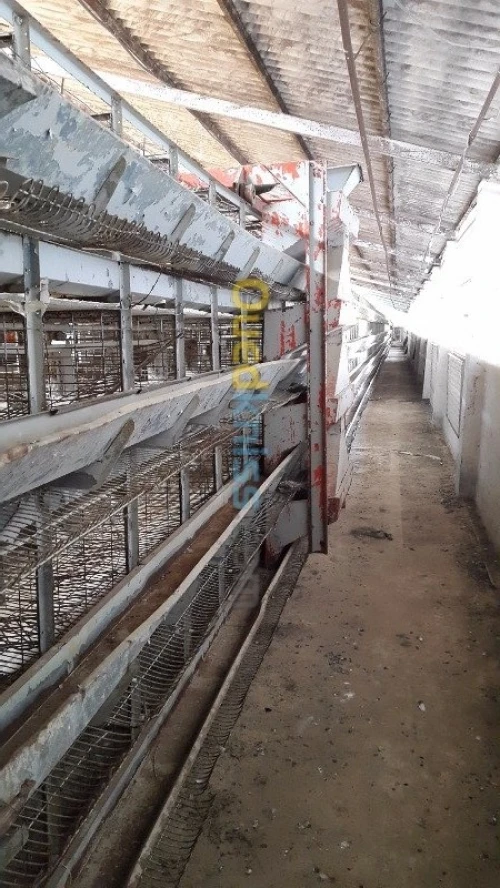 Materiel d'élevage poule 