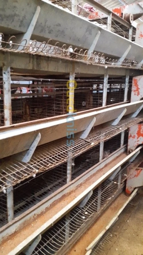Materiel d'élevage poule 