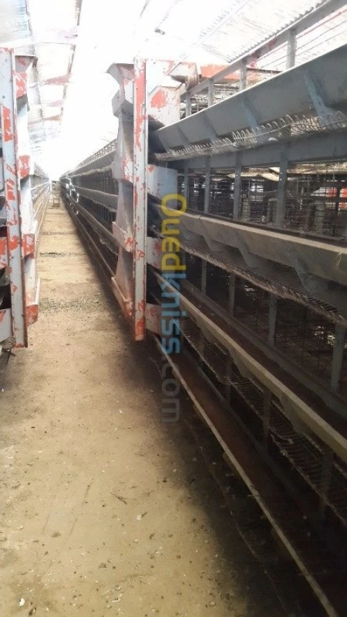 Materiel d'élevage poule 