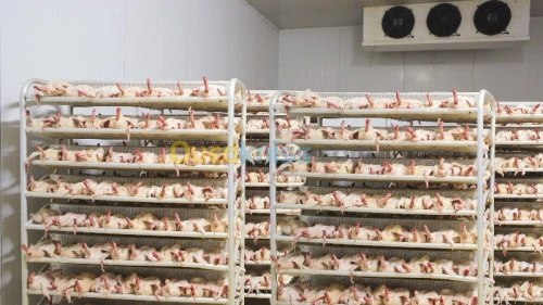 Abattage de volaille et charcuterie