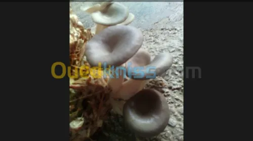 Production et vente des champignons 
