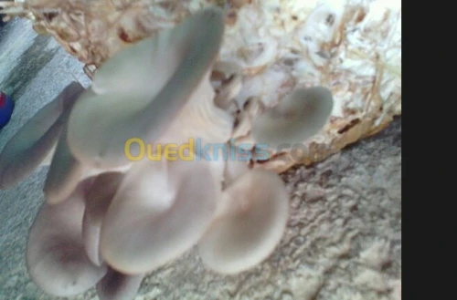 Production et vente des champignons 