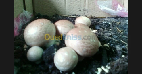 Production et vente des champignons 