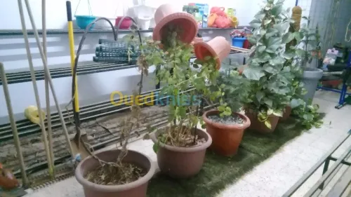 Jardinage...