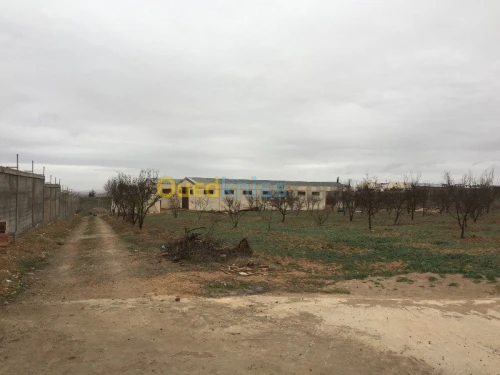 Vente Usine Tlemcen Hennaya