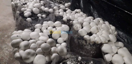 champignons frais 