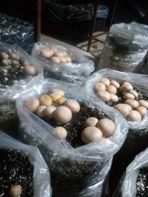 champignons frais 