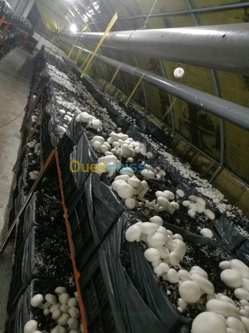 champignons frais 