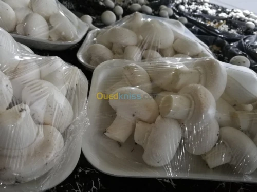 champignons frais 