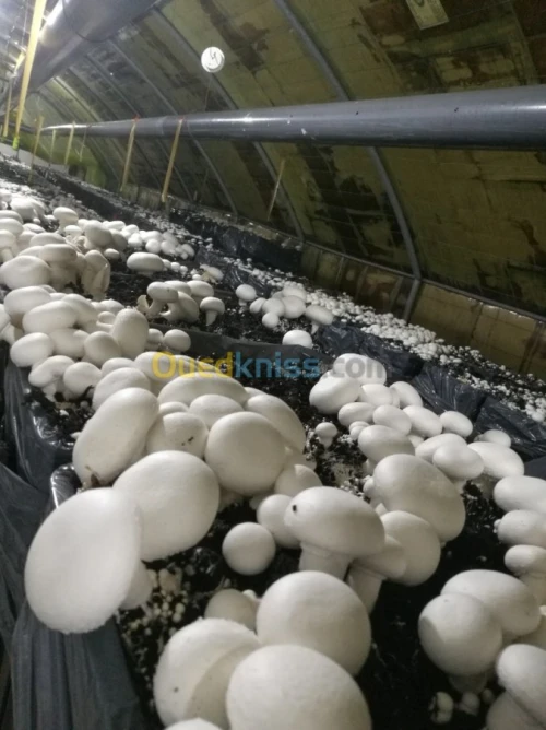 champignons frais 