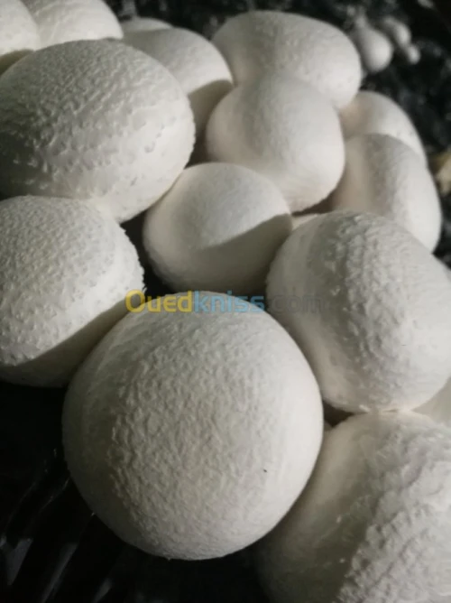 champignons frais 