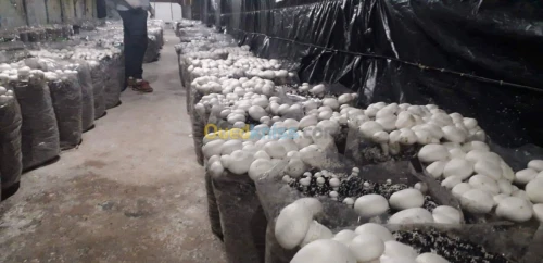 champignons frais 