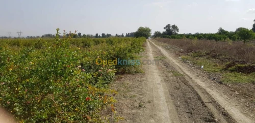 Vente Terrain Agricole Blida Ben khellil