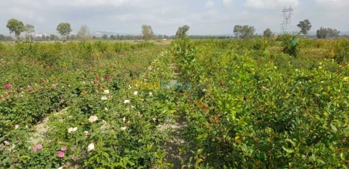 Vente Terrain Agricole Blida Ben khellil