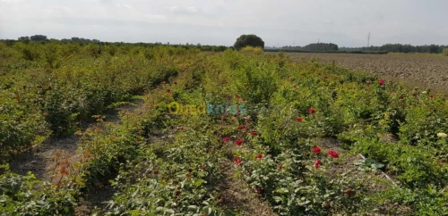 Vente Terrain Agricole Blida Ben khellil